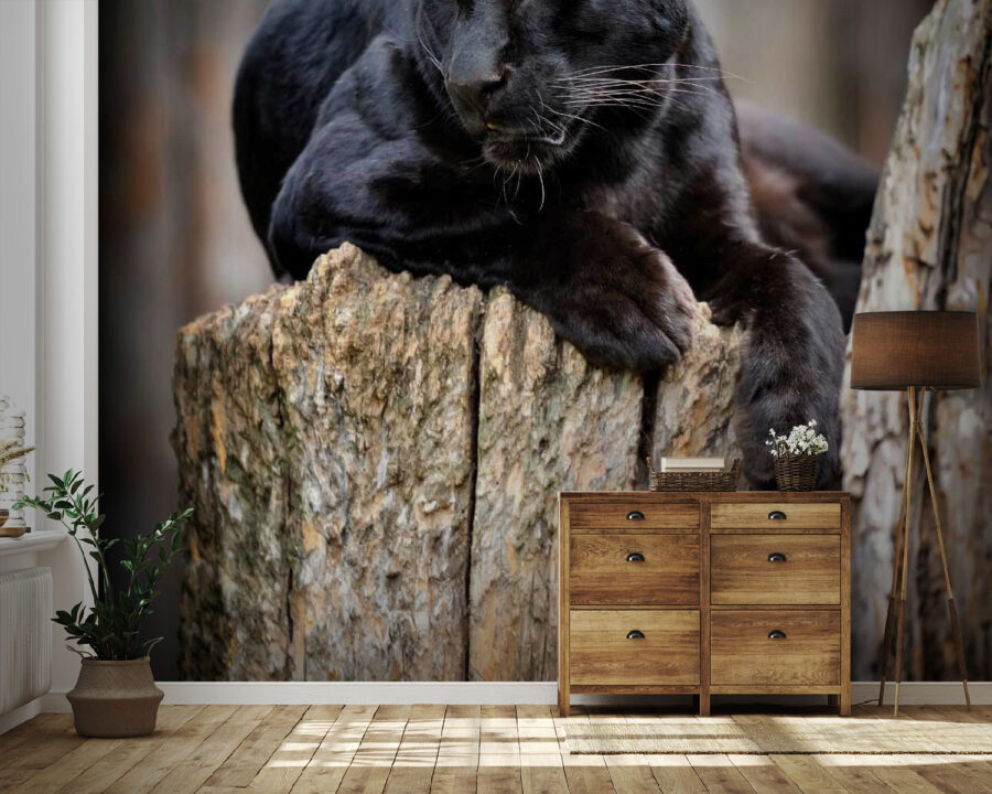 Pantera negra tumbada en el tocón de un árbol
