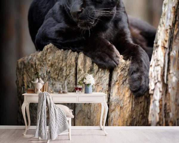 Pantera negra tumbada en el tocón de un árbol Pantera negra tumbada en el tocón de un árbol