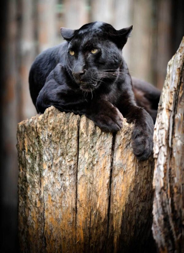 Pantera negra tumbada en el tocón de un árbol Pantera negra tumbada en el tocón de un árbol