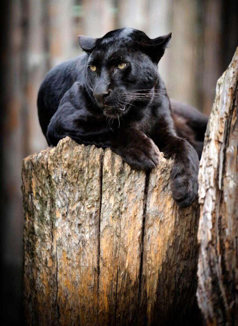 Pantera negra tumbada en el tocón de un árbol