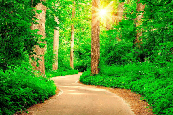Carretera a través de un bosque Carretera a través de un bosque