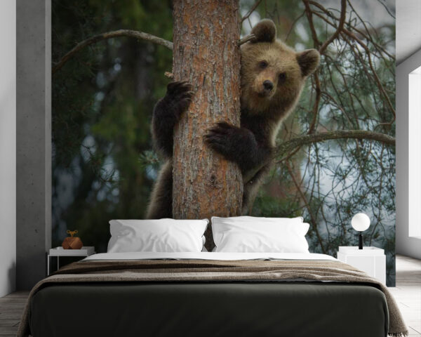 Oso trepando a un árbol Oso trepando a un árbol