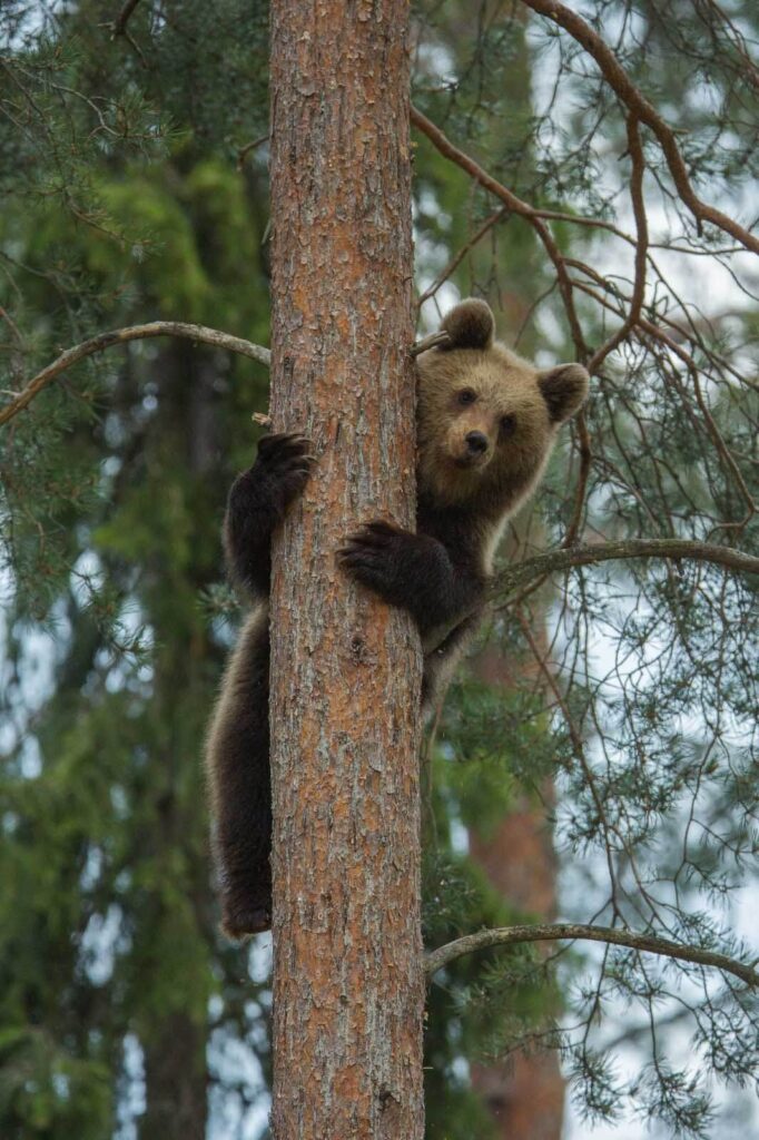Oso trepando a un árbol Oso trepando a un árbol