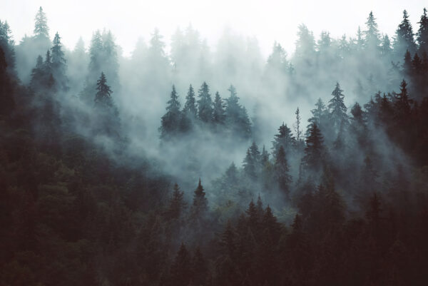 Bosque brumoso con árboles Bosque brumoso con árboles
