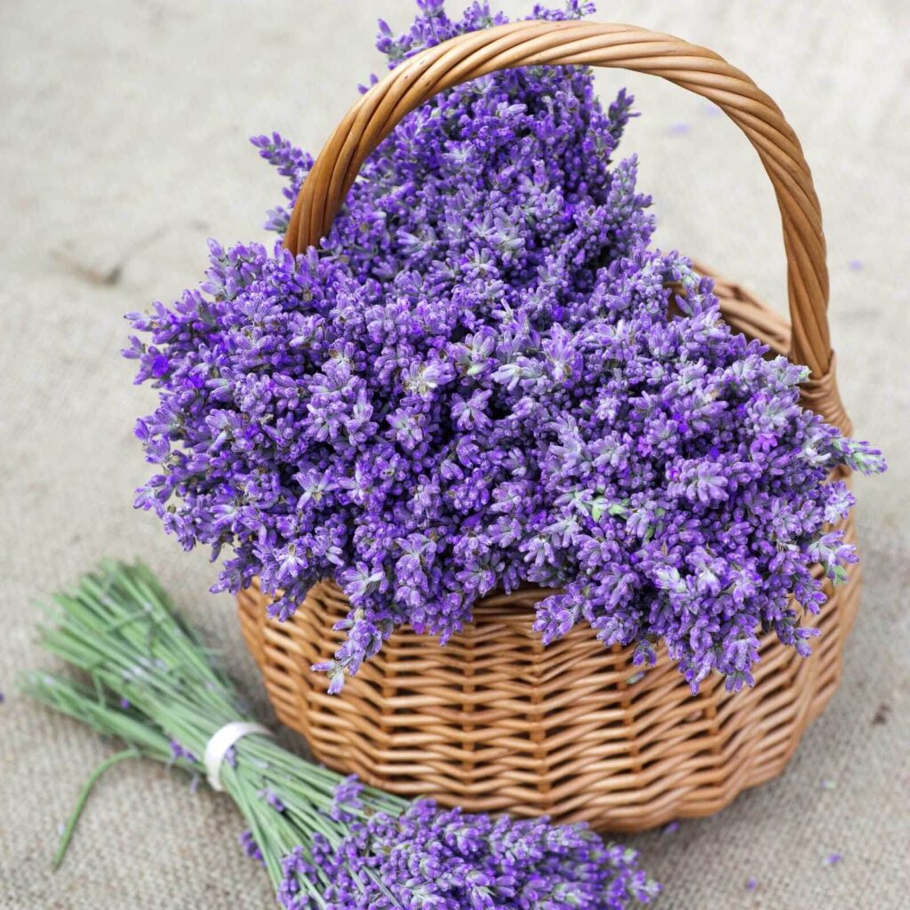 Cesta de flores moradas Cesta de flores moradas