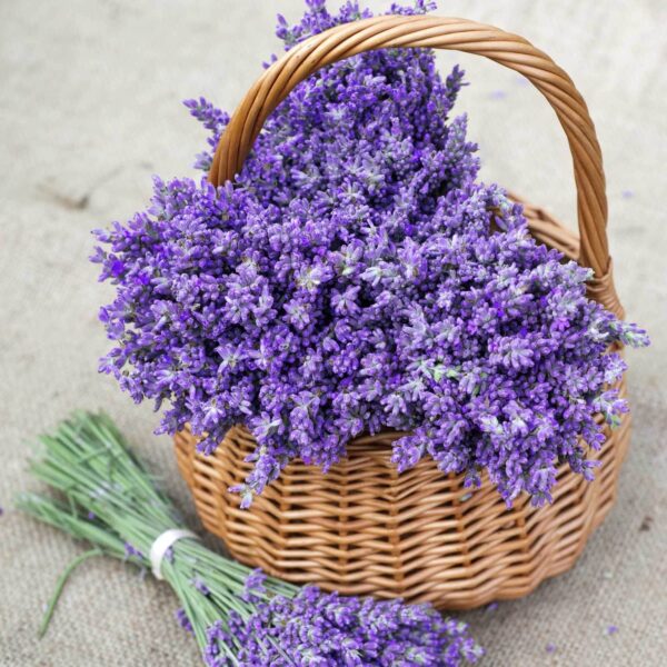 Cesta de flores moradas Cesta de flores moradas
