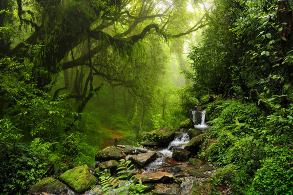 Arroyo que atraviesa un bosque Arroyo que atraviesa un bosque