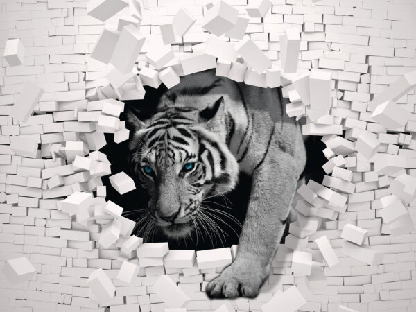 Tigre saliendo de un muro Tigre saliendo de un muro