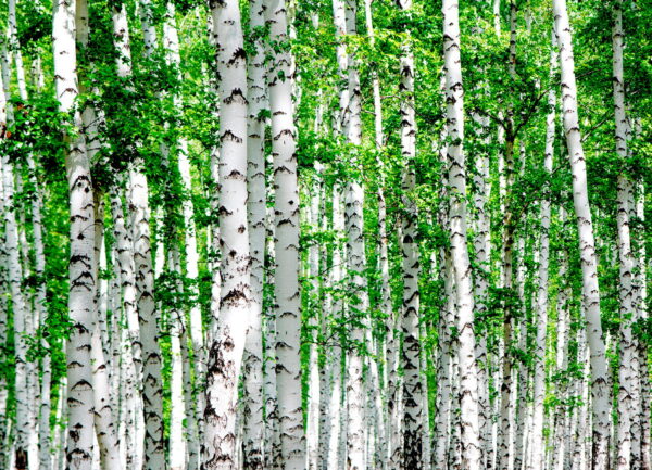 Grupo de árboles con hojas verdes Grupo de árboles con hojas verdes