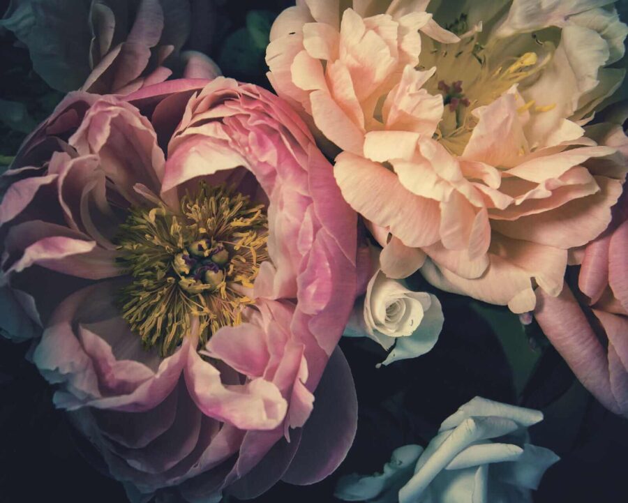 Hermosas flores en tonos suaves