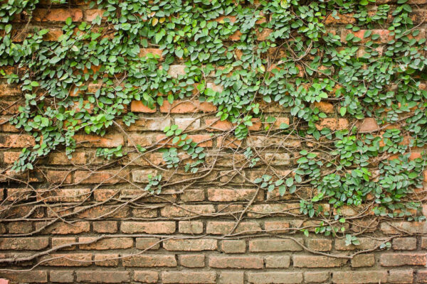 Una pared de ladrillo con hiedra creciendo en ella Una pared de ladrillo con hiedra creciendo en ella