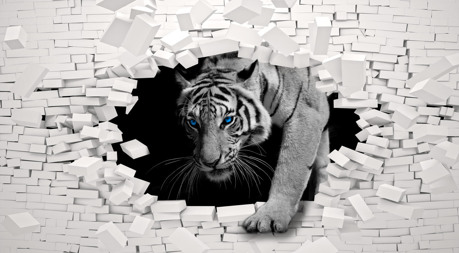 Tiger coming through a hole in a wall Tiger coming through a hole in a wall