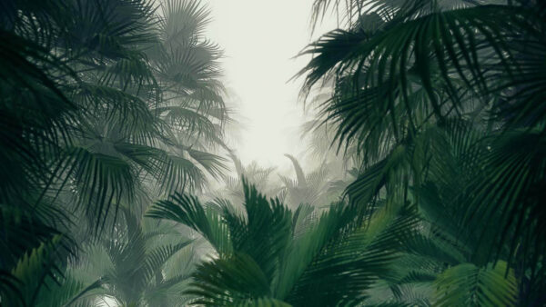 Grupo de palmeras en un bosque con niebla Grupo de palmeras en un bosque con niebla