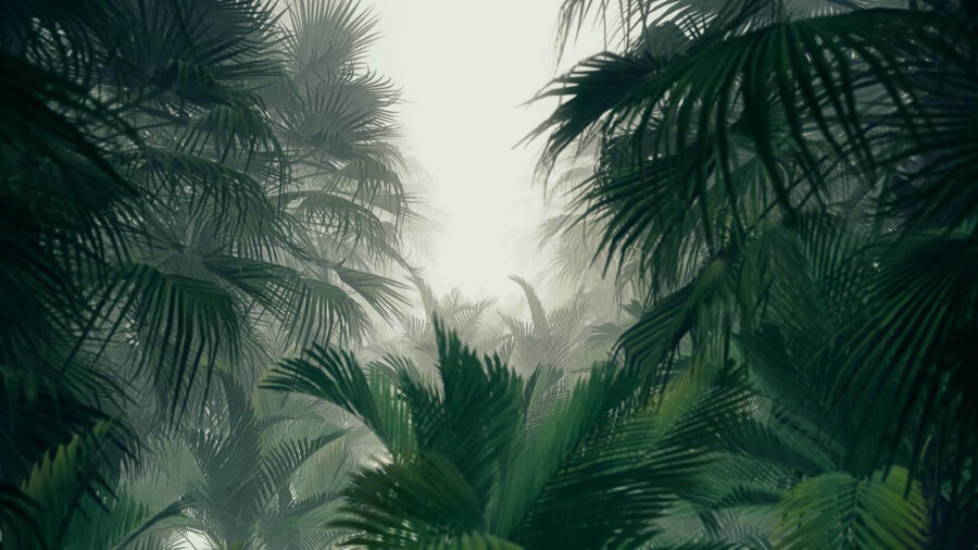 Grupo de palmeras en un bosque con niebla