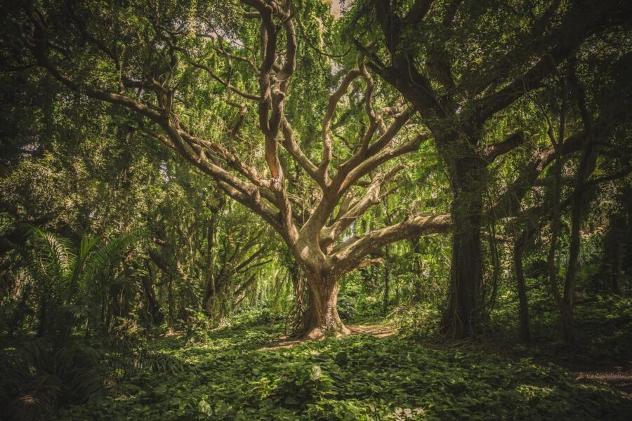 Árbol grande en un bosque