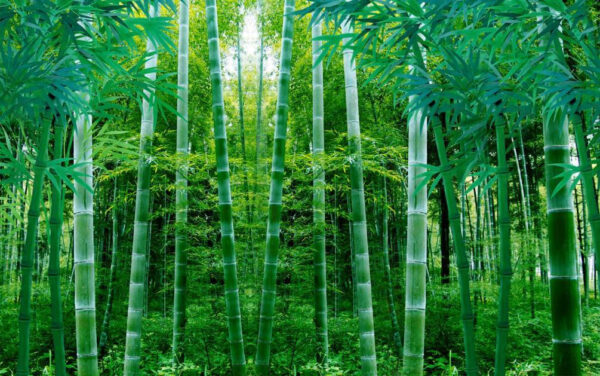 Group of bamboo trees