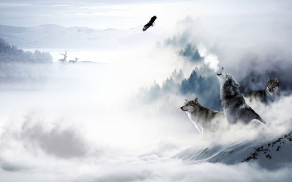 Lobo aullando en la nieve Lobo aullando en la nieve