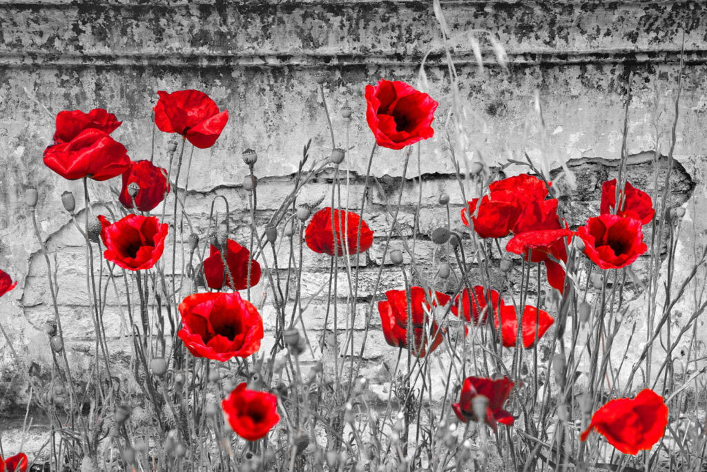 Red flowers in a field