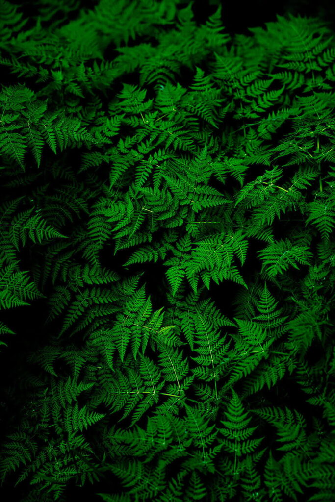 Grupo de hojas verdes Grupo de hojas verdes