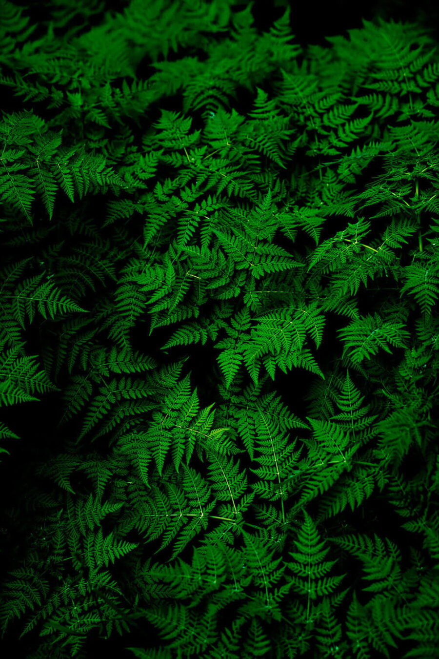 Grupo de hojas verdes