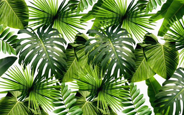 Grupo de hojas verdes u37767p 600x375 - Grupo de hojas verdes