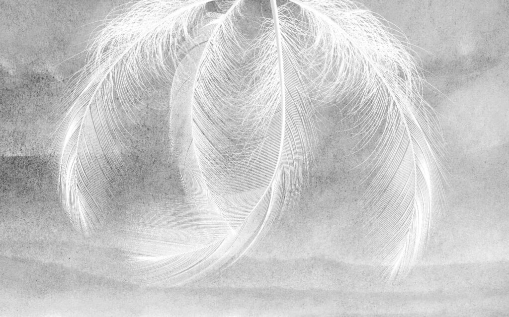 Delicadas plumas bajo una luz suave Delicadas plumas bajo una luz suave