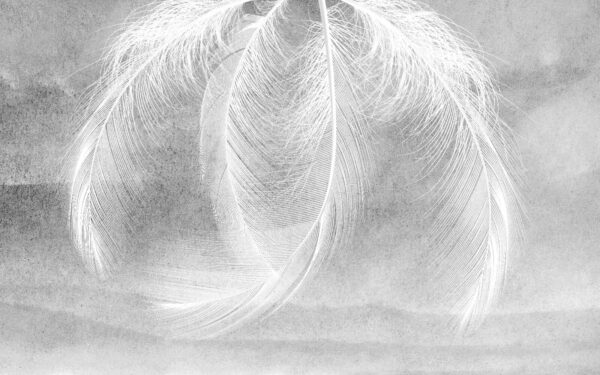 Delicadas plumas bajo una luz suave Delicadas plumas bajo una luz suave