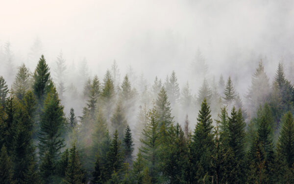 Grupo de árboles en la niebla Grupo de árboles en la niebla