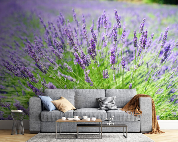 Vibrante campo de lavanda en flor Vibrante campo de lavanda en flor