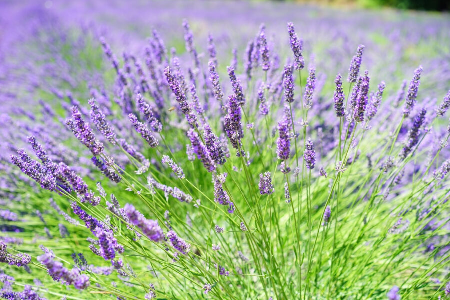 Vibrante campo de lavanda en flor
