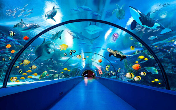 Túnel con peces y animales Túnel con peces y animales