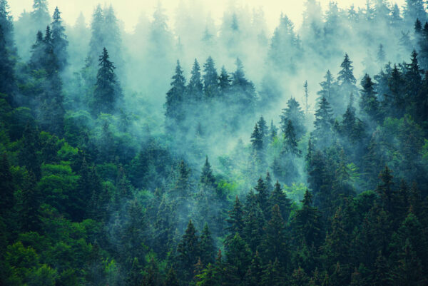 Bosque brumoso con árboles Bosque brumoso con árboles