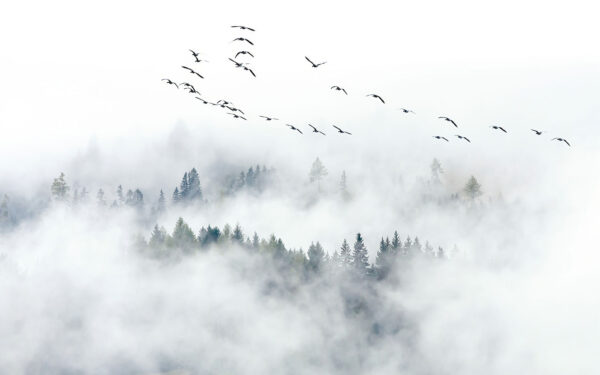 Pájaros volando en el cielo Pájaros volando en el cielo