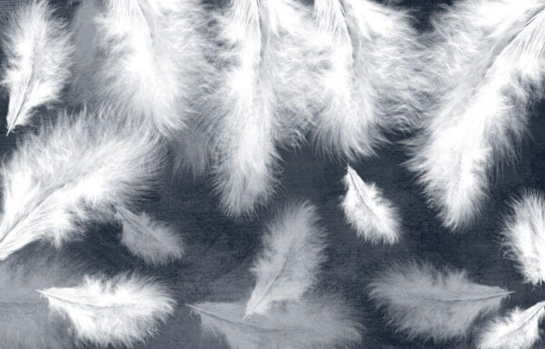 Grupo de plumas blancas Grupo de plumas blancas