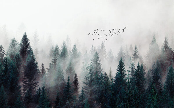 Grupo de pájaros volando sobre un bosque Grupo de pájaros volando sobre un bosque