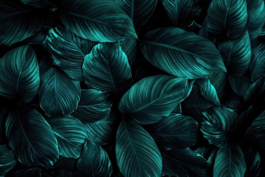 Grupo de hojas de color verde oscuro