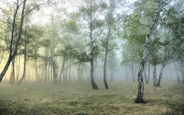 Bosque brumoso con árboles Bosque brumoso con árboles