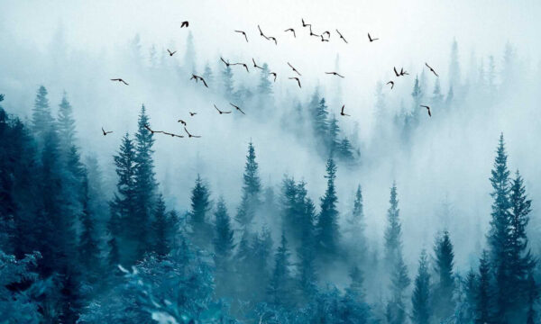 Pájaros volando sobre un bosque Pájaros volando sobre un bosque