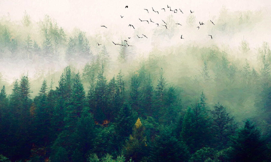 Pájaros volando sobre un bosque