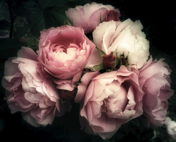 Grupo de rosas rosas y blancas Grupo de rosas rosas y blancas