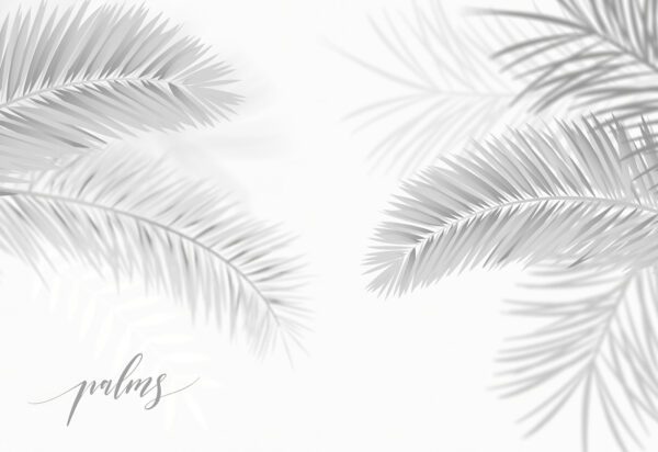 Grupo de hojas de palmera Grupo de hojas de palmera
