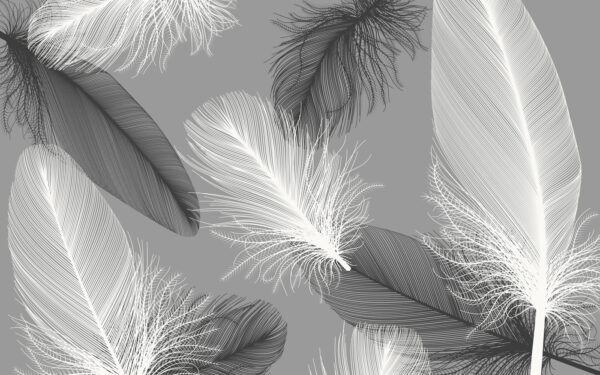 Delicadas plumas en suave monocromo. Delicadas plumas en suave monocromo.