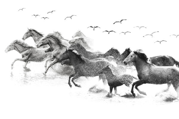Un grupo de caballos corriendo por el agua Un grupo de caballos corriendo por el agua