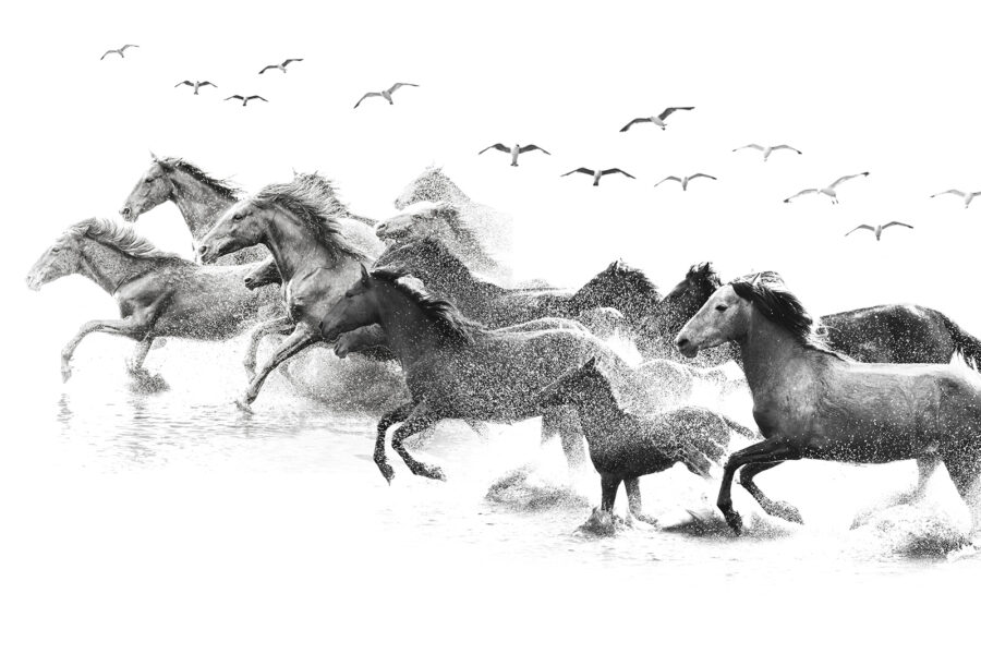 Un grupo de caballos corriendo por el agua