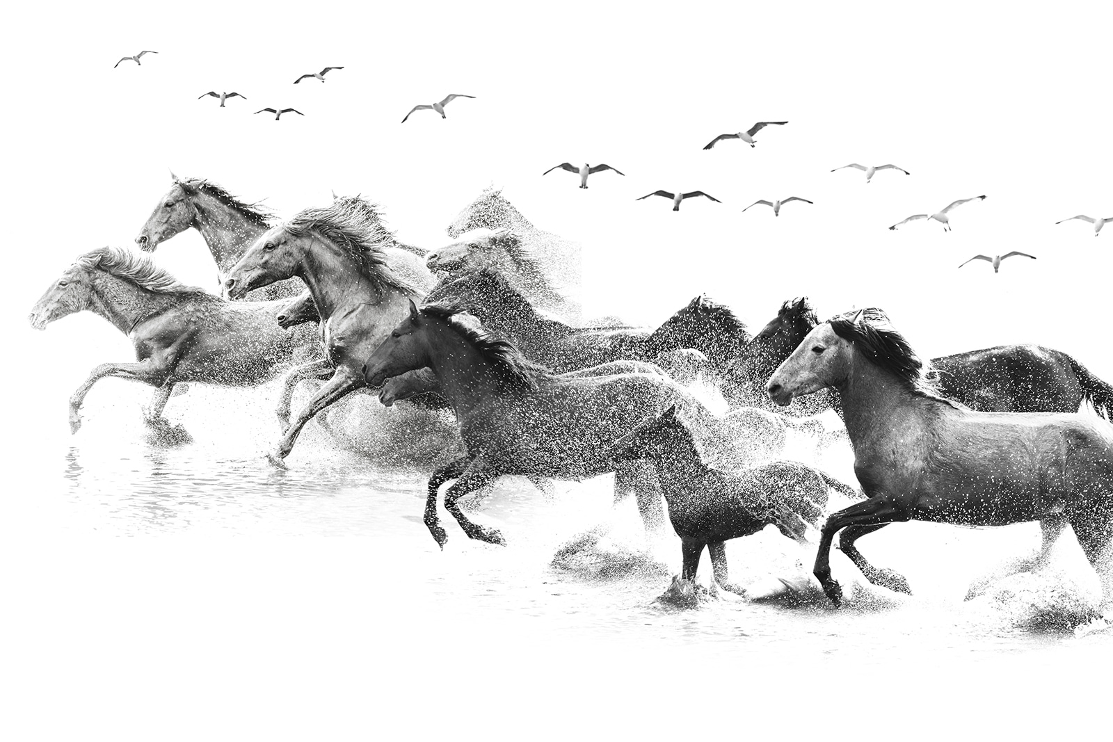 u14413p - Un grupo de caballos corriendo por el agua - tegory