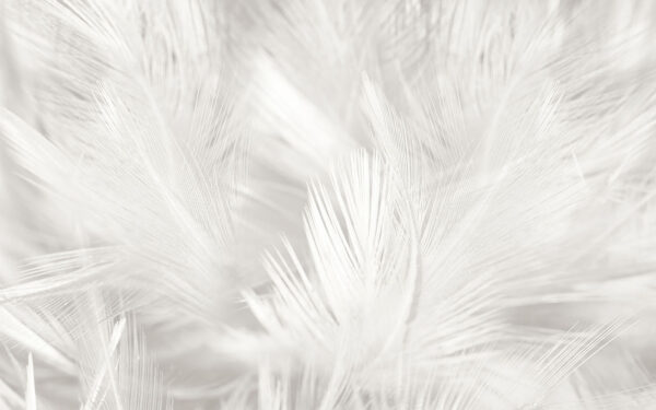 Plumas blancas sobre una superficie blanca Plumas blancas sobre una superficie blanca