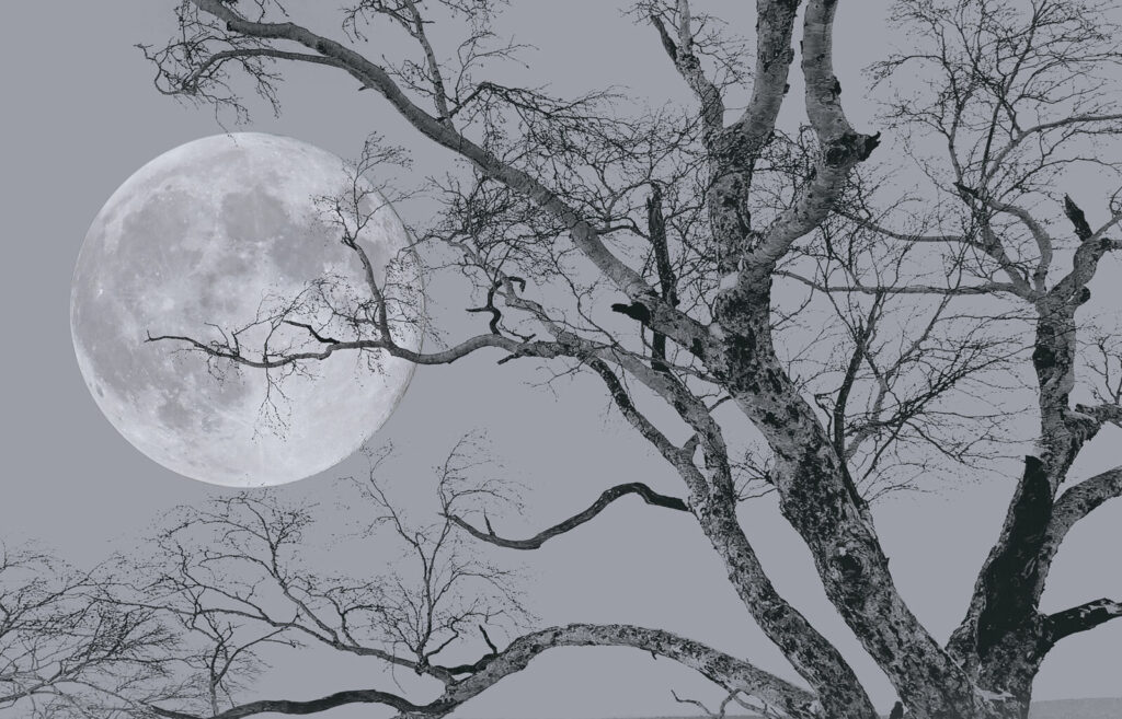 Árbol con ramas y una luna de fondo Árbol con ramas y una luna de fondo