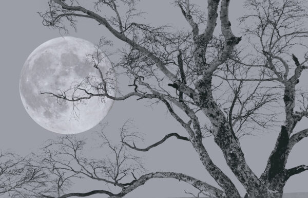 Árbol con ramas y una luna de fondo Árbol con ramas y una luna de fondo