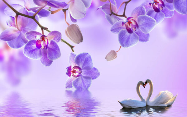 Dos cisnes en un lago con flores moradas Dos cisnes en un lago con flores moradas