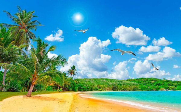 Playa con palmeras y una masa de agua Playa con palmeras y una masa de agua